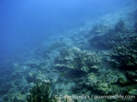 Sumay reef slope 03