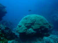 Tarague Scuba Cut 01