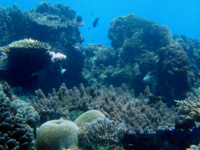 Tarague Scuba Cut 02