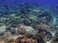 Tarague Scuba Cut 03
