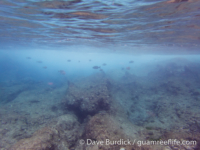 Tarague Scuba Cut 05