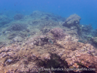 Tarague Scuba Cut 06