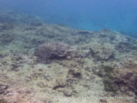 Tarague Scuba Cut 07