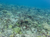 Tarague Scuba Cut 08