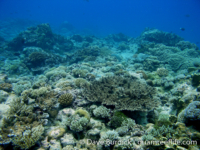 Tarague Scuba Cut 09