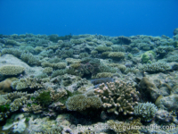 Tarague Scuba Cut 10