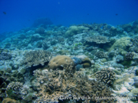 Tarague Scuba Cut 11