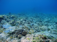 Tarague Scuba Cut 12