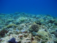 Tarague Scuba Cut 13