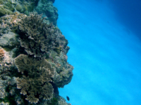 Tarague Scuba Cut 14