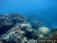 Tarague Scuba Cut 15