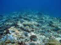 Tarague Scuba Cut 16