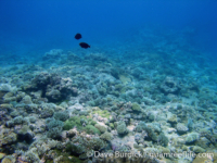 Tarague Scuba Cut 17