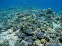 Tarague Scuba Cut 18
