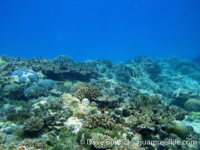 Tarague Scuba Cut 19