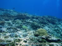 Tarague Scuba Cut 20