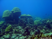 double reef full02