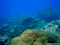 double reef full06
