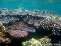 double reef full11