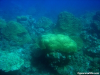 double reef full13