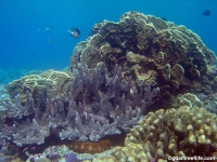 double reef full15