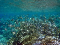 double reef full16