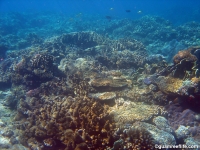 double reef full17