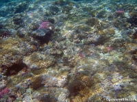 double reef full19