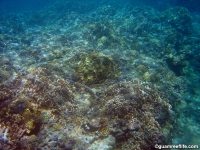 double reef full20