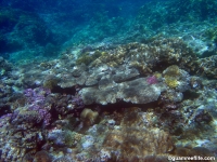 double reef full21