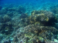 double reef full22
