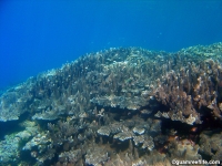 double reef full24