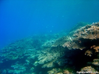 double reef full25