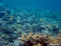 double reef full26