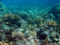 double reef full28
