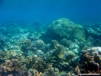 double reef full29