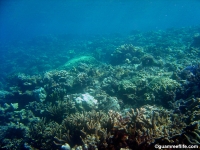 double reef full30