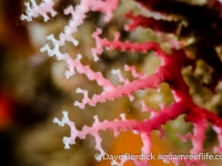 fire and lace corals
