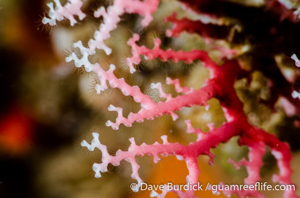 fire and lace corals