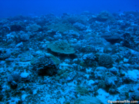 maramp 2009 site61 full01