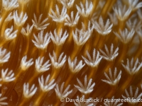 octocorals and black corals