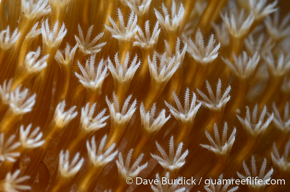 octocorals and black corals