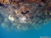 polaris point full04