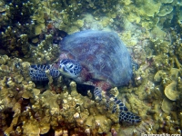 Chelonia mydas