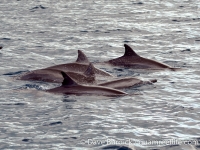 cetaceans and turtles