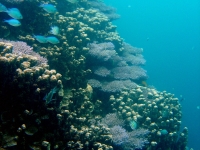 western shoals full02