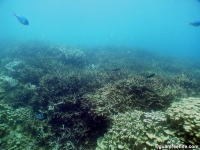 western shoals full06