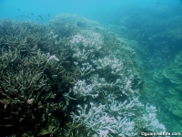 western shoals full07