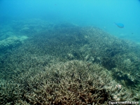 western shoals full09