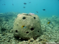 western shoals full10